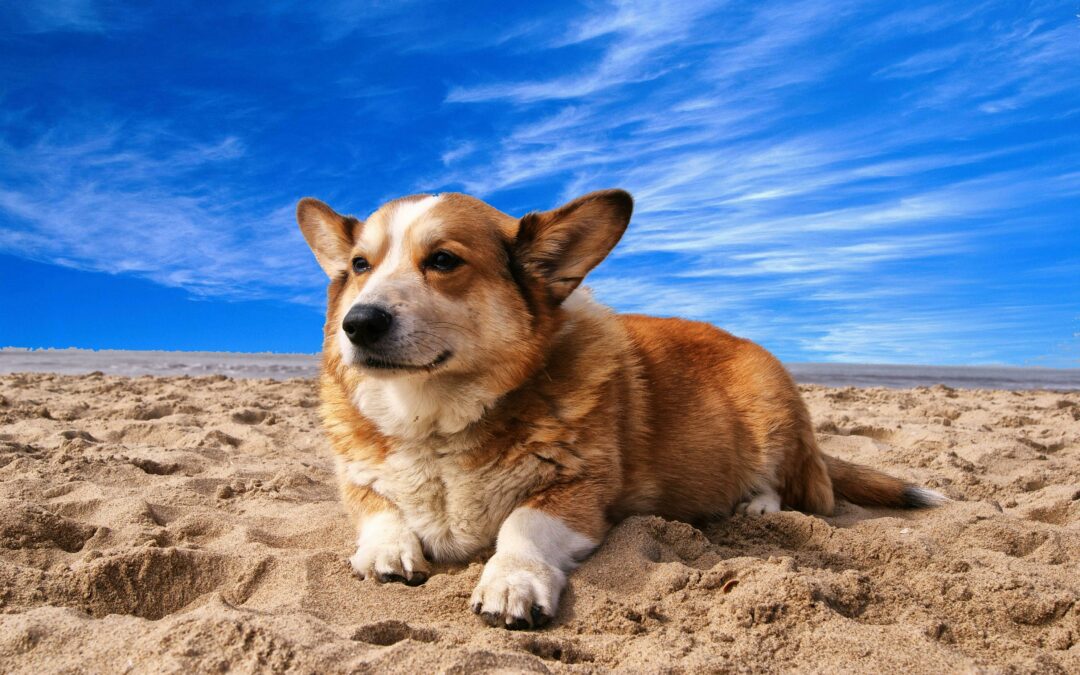 Sun Safety Tips for Pets During the Summer