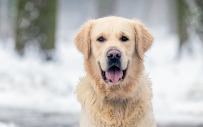 Winter Grooming Schedule: Your Essential Guide to Seasonal Pet Care