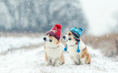 Teaching Your Dog to Love Winter Gear