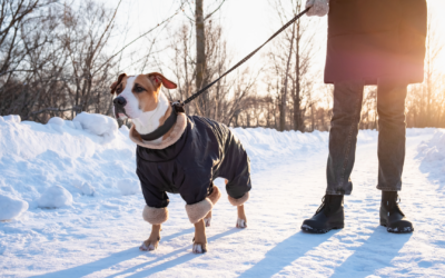 Winter Walking Safety: Your Guide to Stress-Free Cold Weather Walks