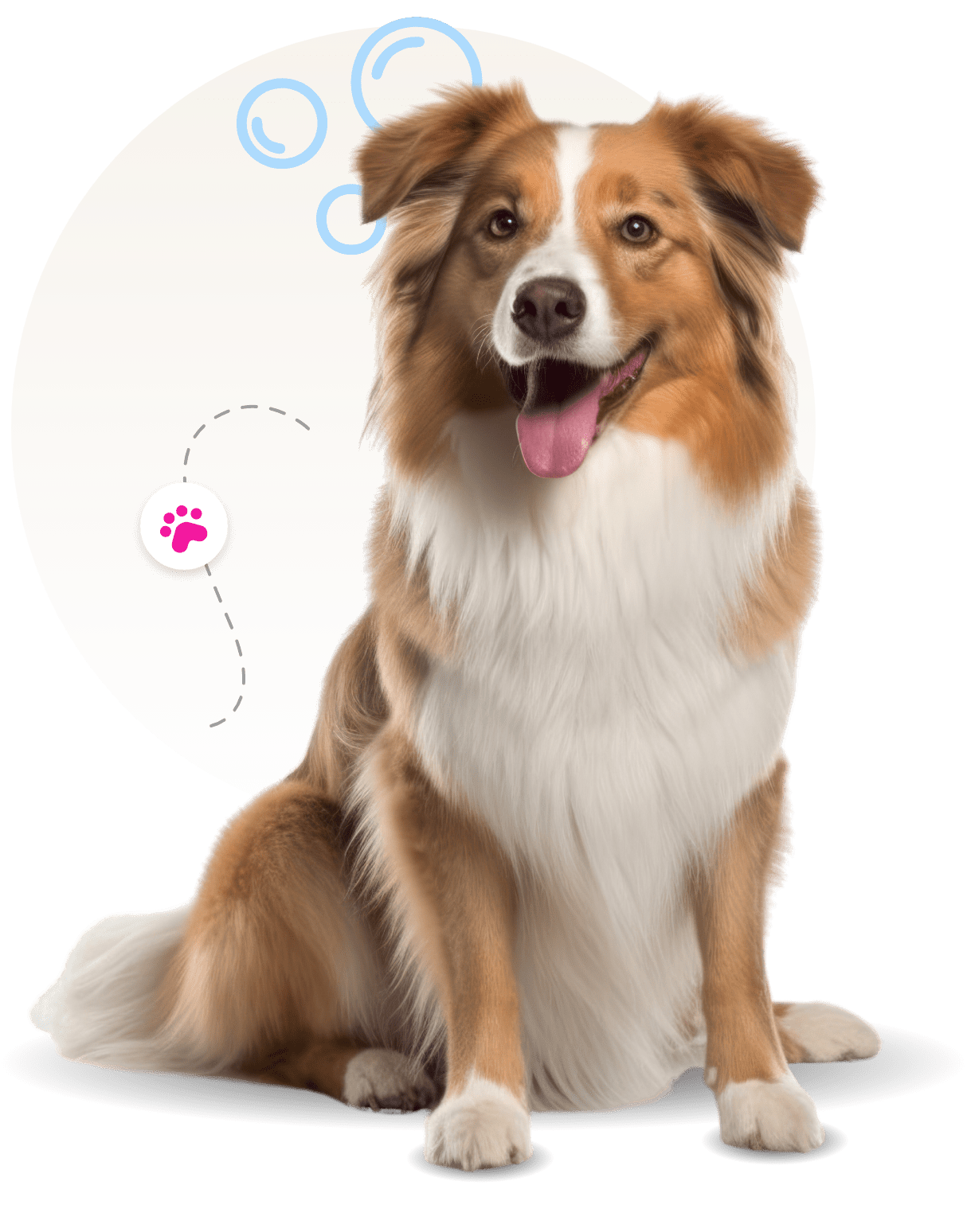 dog groomer mobile carver-county